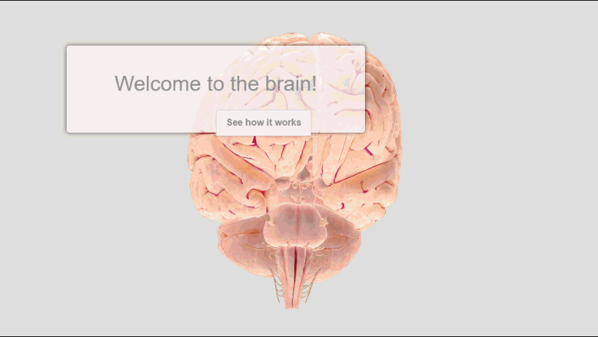 Interactive Brain Model