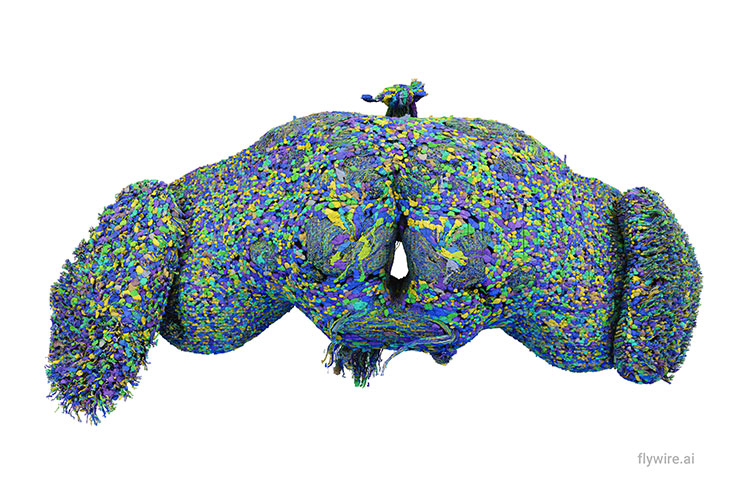 Brain cells in adult fruit flies