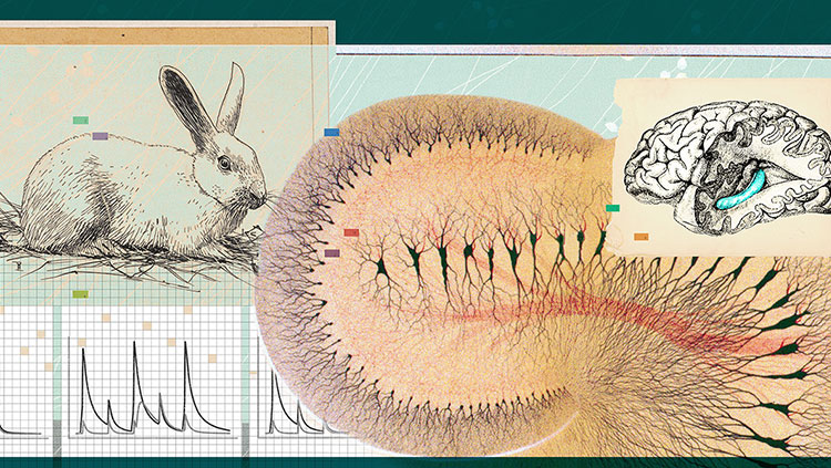 Rabbit and brain